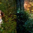 BnANov 15 2018-Alina Gardens Inc- 0275